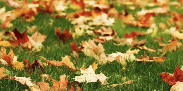 fall leaves on lawn