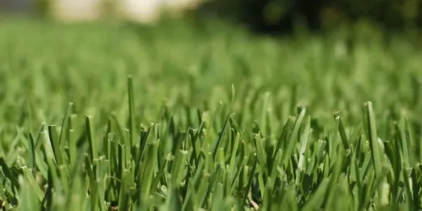 Close-up of healthy, green lawn