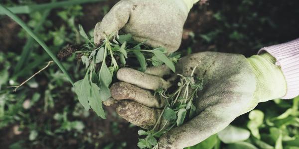 Gloved hands holding common NC garden weeds
