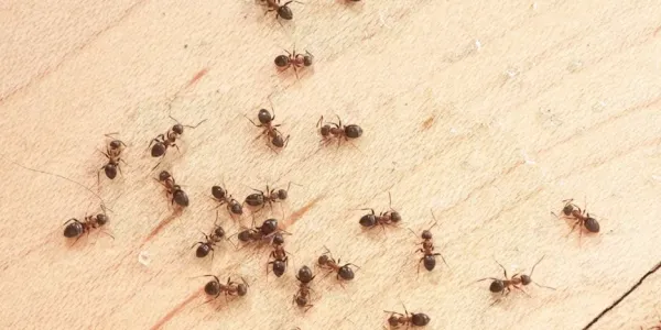 Ants crawling on floor