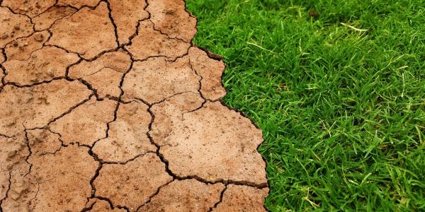 Dry clay soil directly next to green healthy grass
