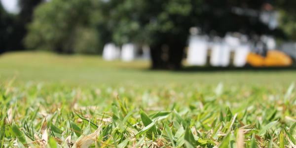 Stressed Lawn