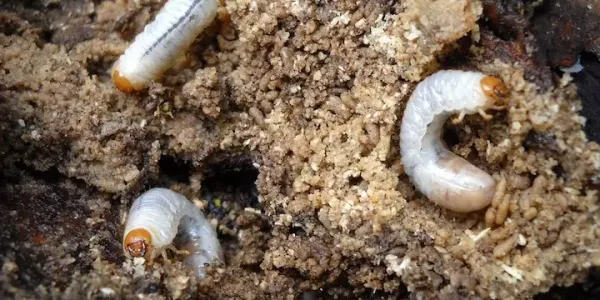 grubs in soil