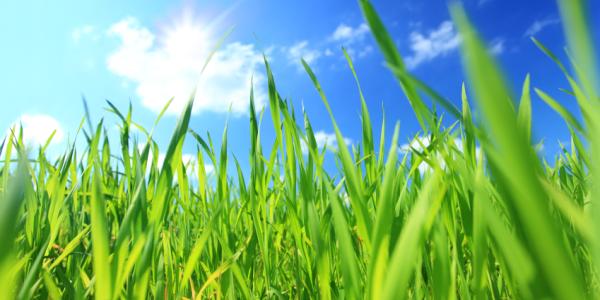 Healthy Green Grass against Blue Sky
