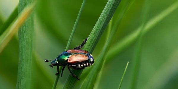 Japanese Beetle on Leaf