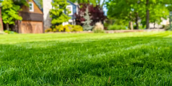 lawn of bright grass