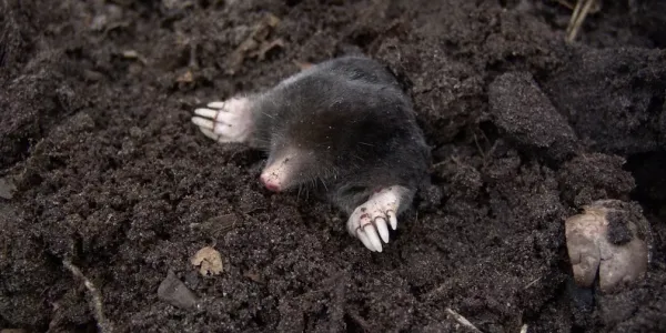 Mole in soil