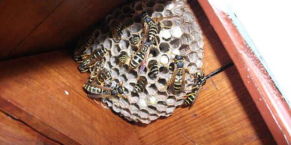 paper wasp nest