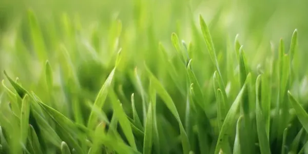Close-up of healthy, green lawn