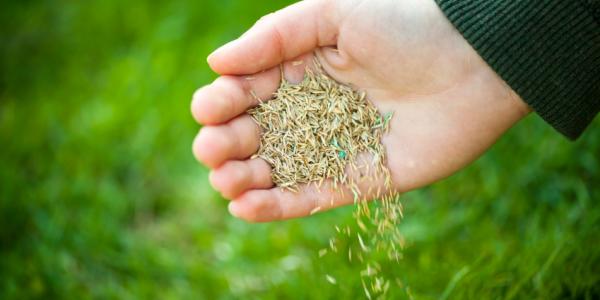 seeding in hand