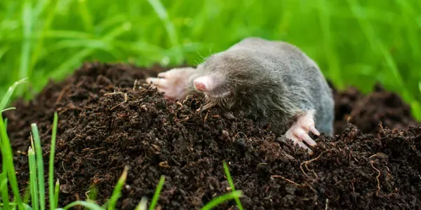 Mole in lawn