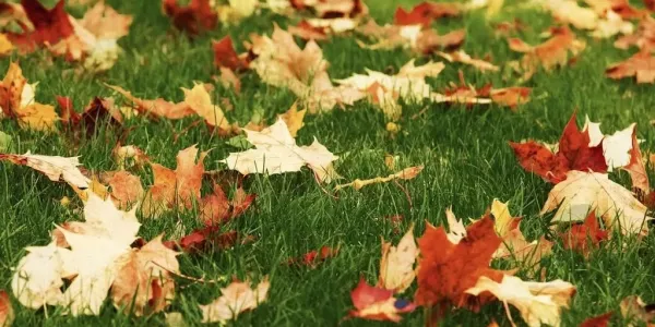 fall leaves on lawn - Tips to Make Raking Leaves Easier
