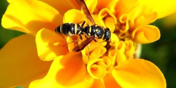 Yellow Jacket on Flower