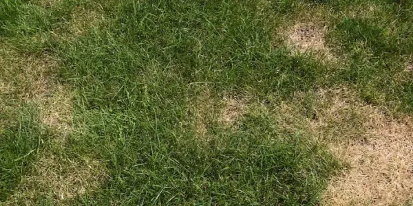 grass with brown patches