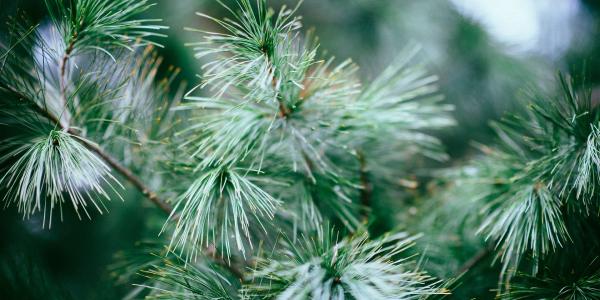 Winter Tree & Shrub care