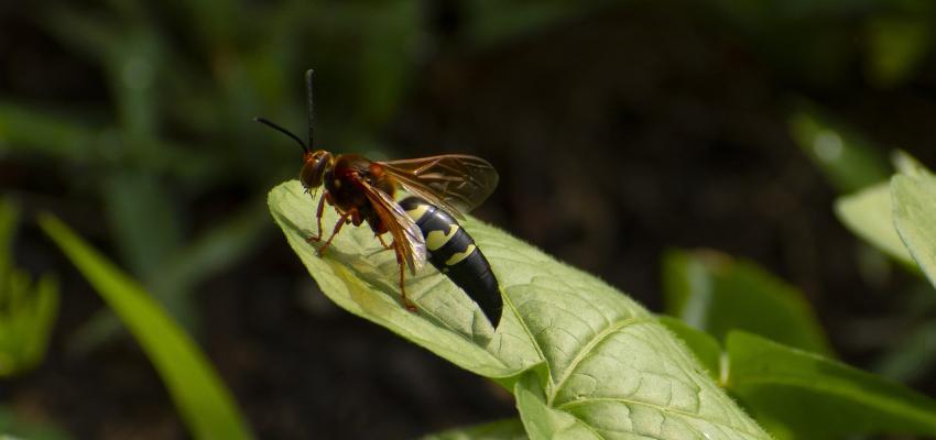 Cicada Killer (Type of Ground Wasp)