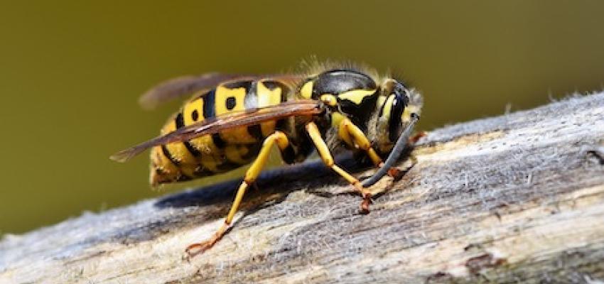 Yellow Jacket