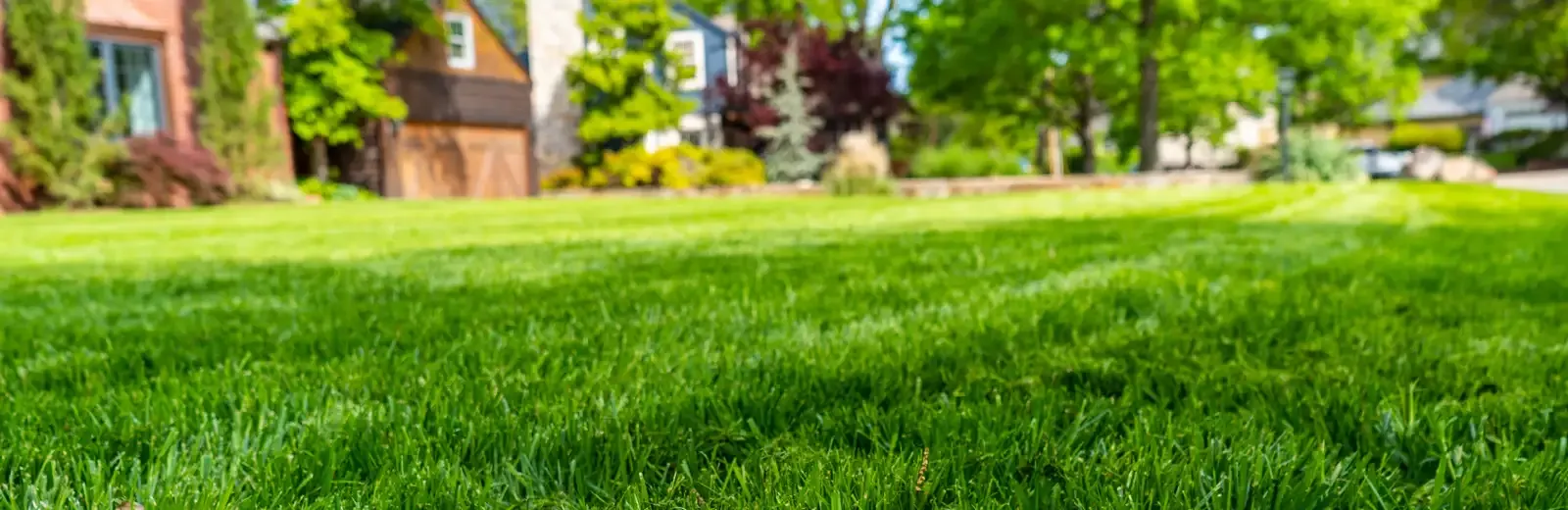 lawn of bright grass