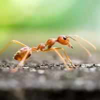 a fire ant on gravel