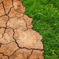 Dry clay soil directly next to green healthy grass