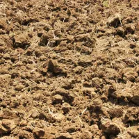 clay soil