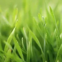 Close-up of healthy, green lawn