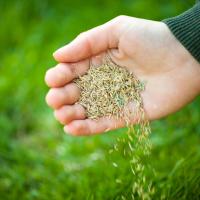 seeding in hand