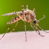 Mosquito outside