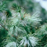Winter Tree & Shrub care