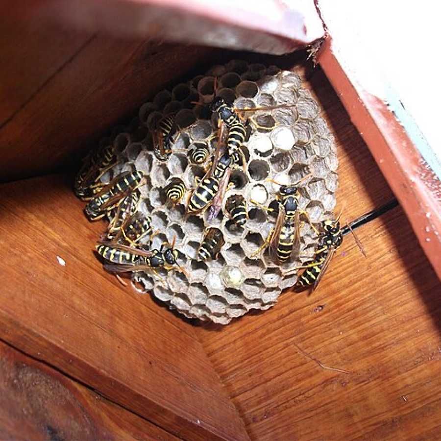paper wasp nest