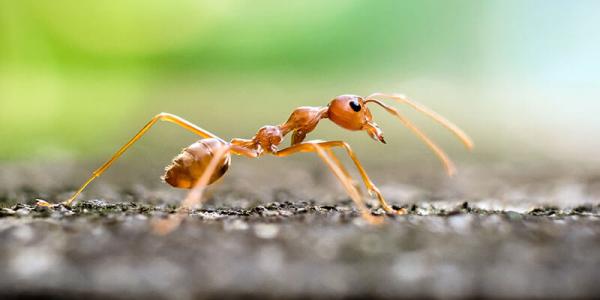 a fire ant on gravel