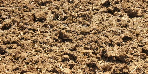 clay soil