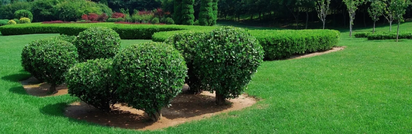 tree and shrub