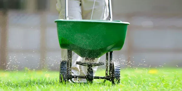 Seeding lawn
